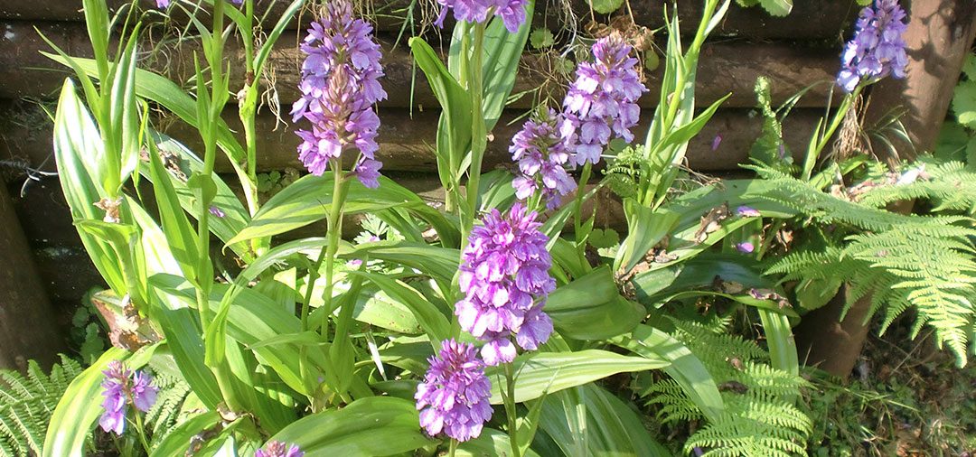 Orquídea de Madeira